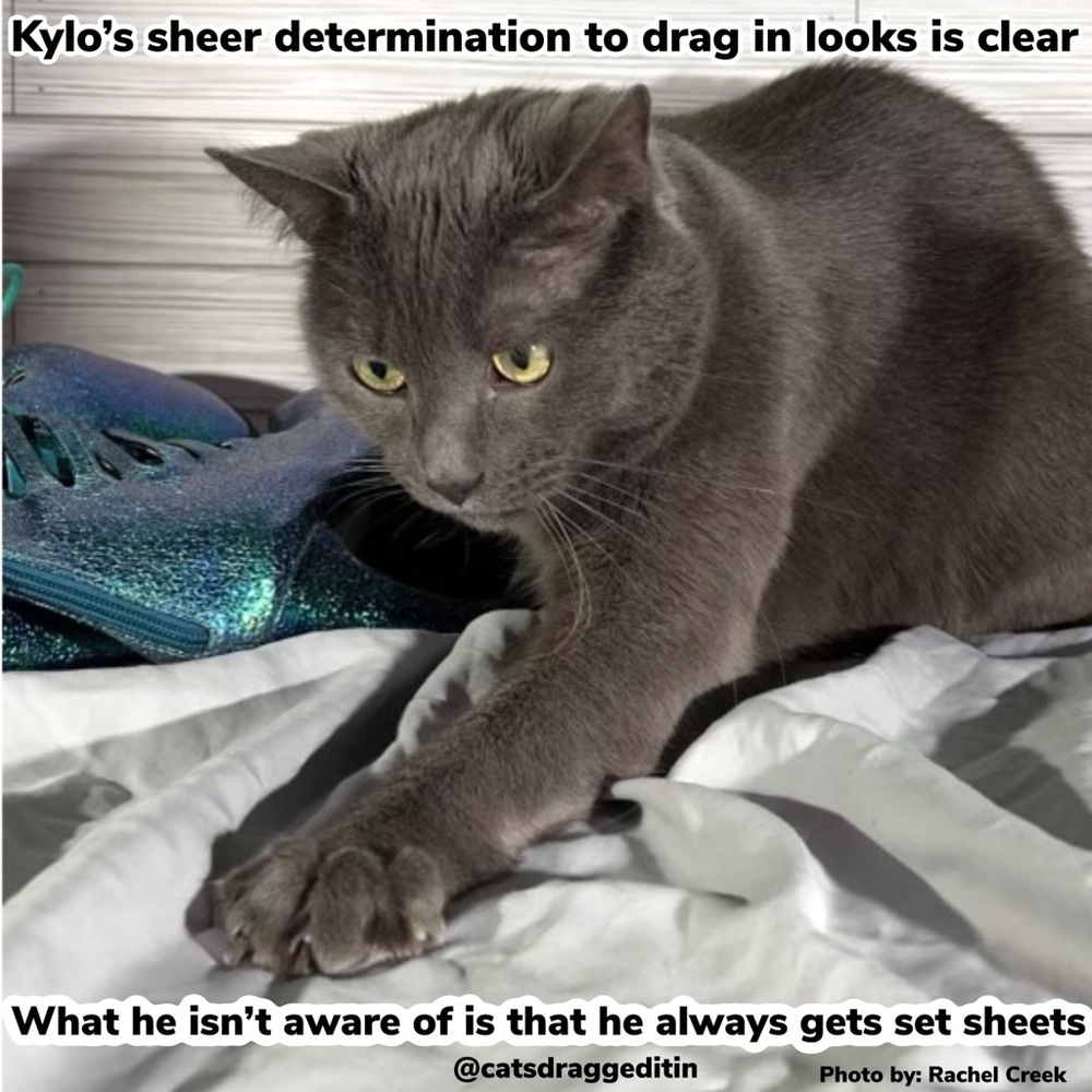 catsdraggeditin